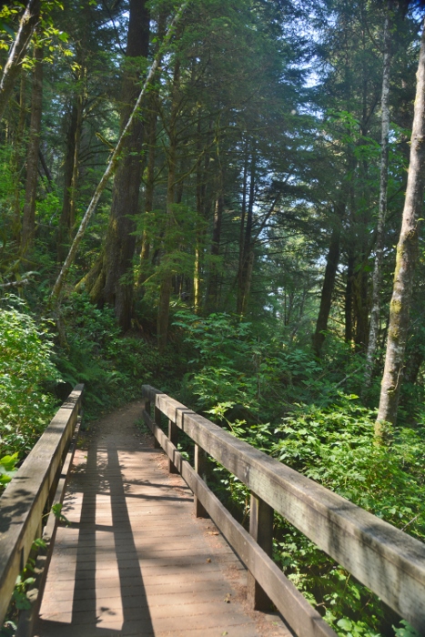 old forest growth on the trail to the giant sitka spruce